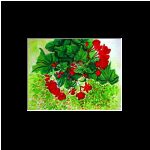 Geraniums  $350