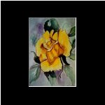 Yellow Rose  $300